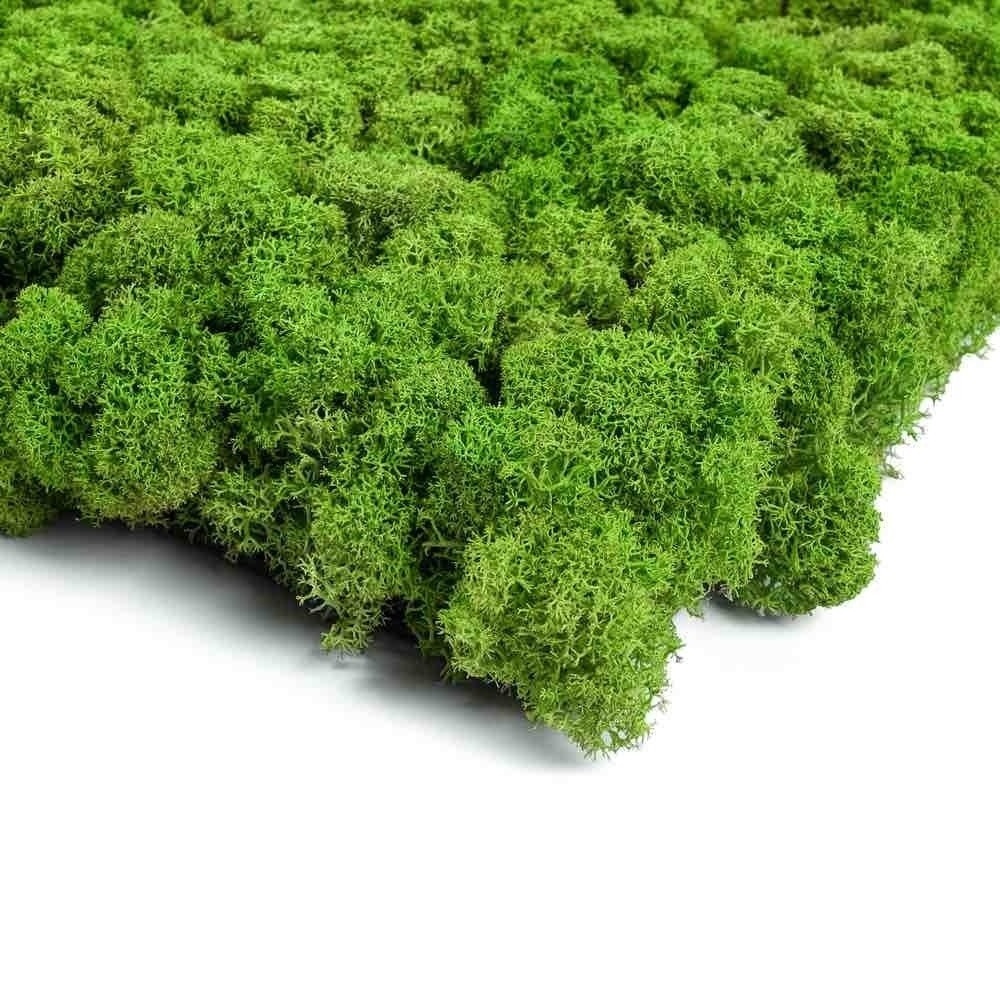 2022 New Architectural Natural Moss Wall Decoration Diy Preserved Stabilized Natural Reindeer Moss Wall Panel