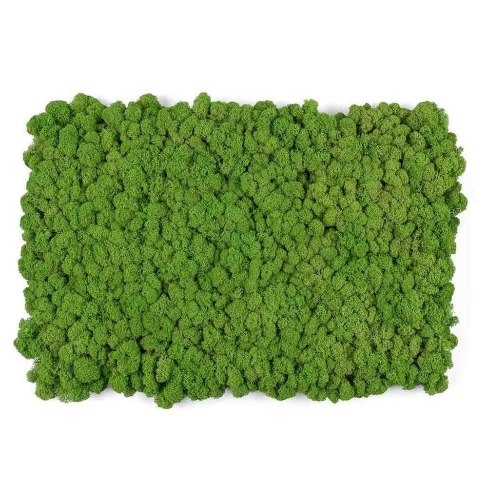 2022 New Architectural Natural Moss Wall Decoration Diy Preserved Stabilized Natural Reindeer Moss Wall Panel