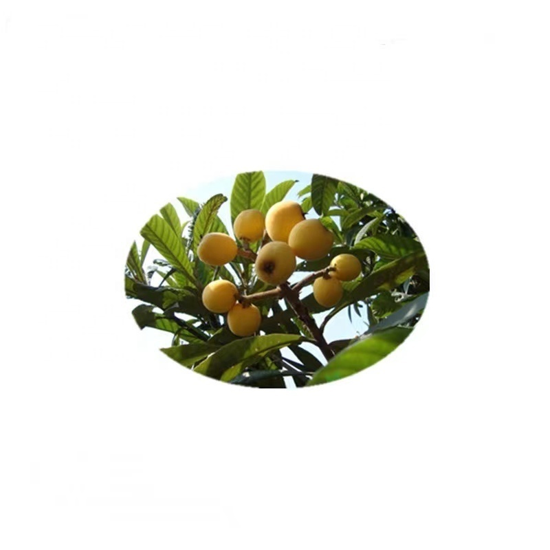 High Quality Natural Organic Loquat Leaf Extract Powder 5% 10% Corosolic Acid