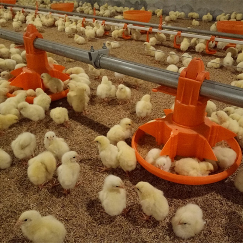 Broiler Breeder Feeder Pan Shed Feeding Line System Ground Raising Chicken House Poultry Farm Equipment Automatic