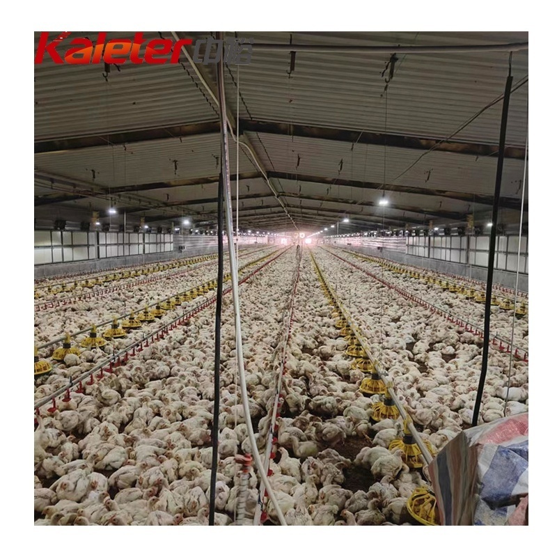 Broiler Breeder Feeder Pan Shed Feeding Line System Ground Raising Chicken House Poultry Farm Equipment Automatic