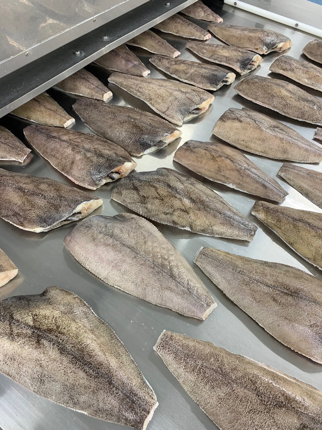 Frozen high-quality halibut fish fillet seafood wholesale Japan