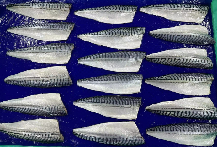 Bulk high quality fat fish frozen mackerel in china wholesale