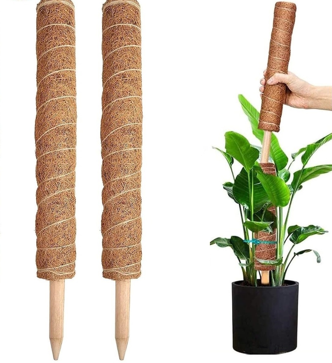 12 Inch Natural Tomato Moss Sticks For Indoor Plant Support Climbing Moss Pole For Plants Monstera Gardening Stick