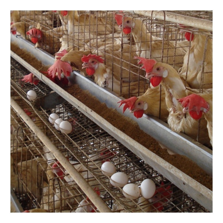 A Type Chicken Layer Fully Automated Battery Cage System for Sale 20 Years Lifetime Hot Galvanized 4 Layers