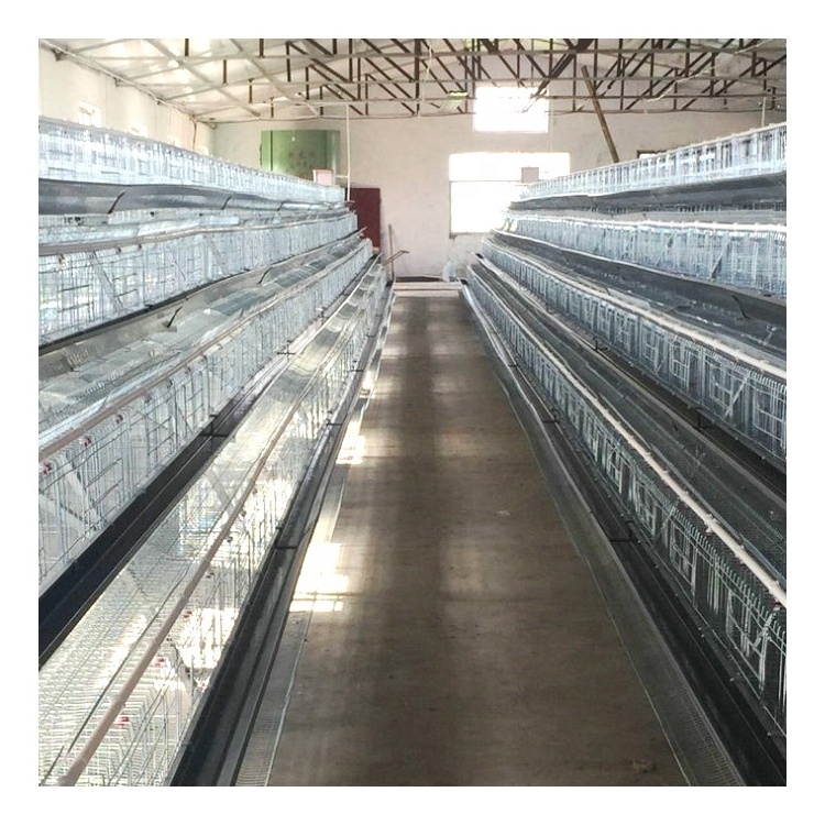 A Type Chicken Layer Fully Automated Battery Cage System for Sale 20 Years Lifetime Hot Galvanized 4 Layers