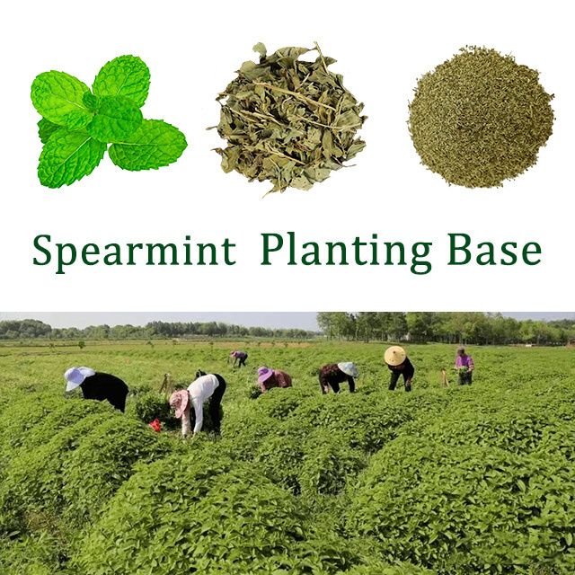 Spearmint Leaves Tea Bags Cut Dried Natural Free Green Health herbal tea private label peppermint tea