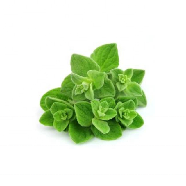 Buy OREGANO HYDROSOL at Wholesale price  from india largest and reputed manufacture kanha nature oils