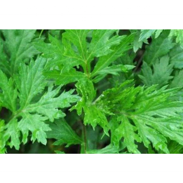 Buy Bulk Wholesale price MUGWORT ESSENTIAL OIL from india largest manufacture kanha nature oils