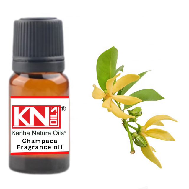 Buy Champaca Fragrance oil at  Wholesale price  from india largest manufacture kanha nature oils