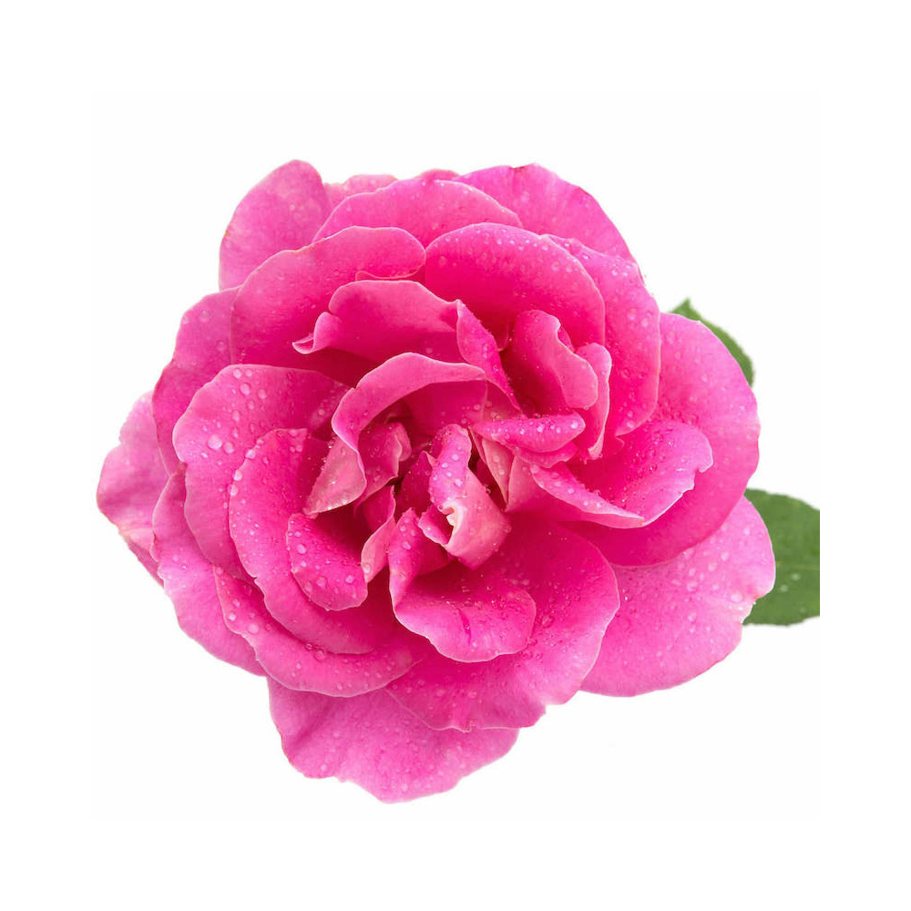 Hot Selling Bulk Rose Bulgaria Oil Essential Oil