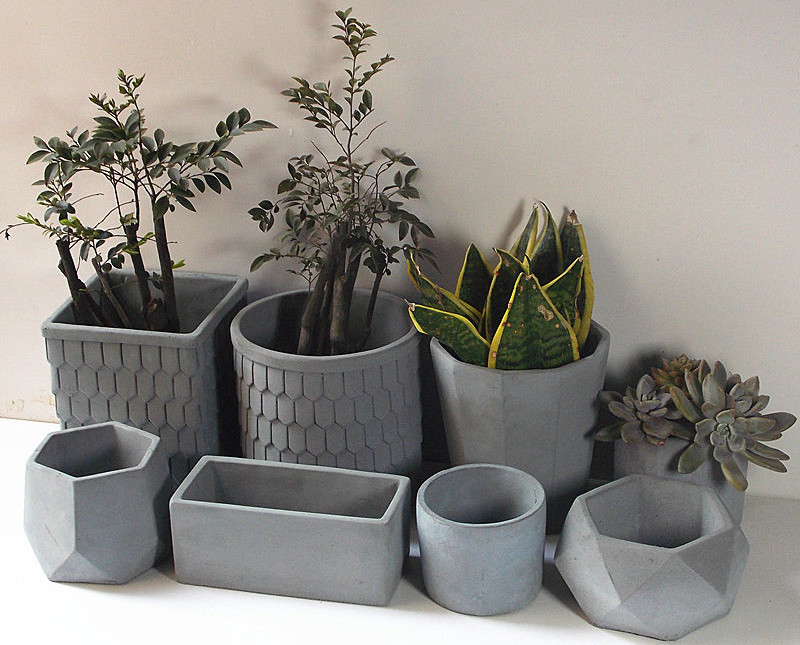 coffee indoor plant Coffee Plant For Sale
