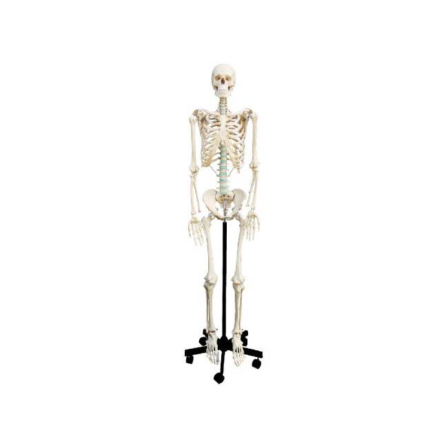 School Biological Medical Education PVC Plant Animal Anatomical Human Skeleton Models