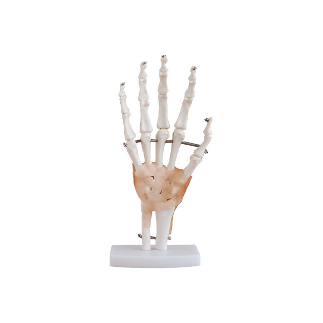 50000.01C Hand joint model, with ligament, natural size