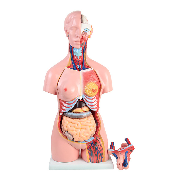 Body toys anatomical human model torso anatomy