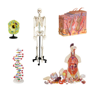 School Biological Medical Education PVC Plant Animal Anatomical Human Skeleton Models