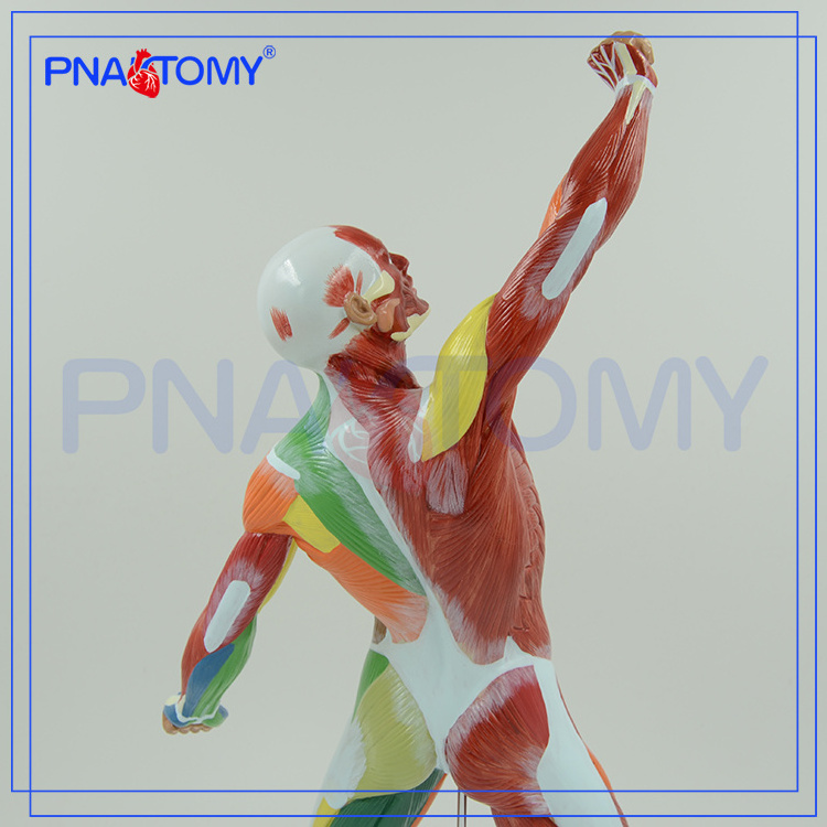 colored human body superficial muscles anatomy model