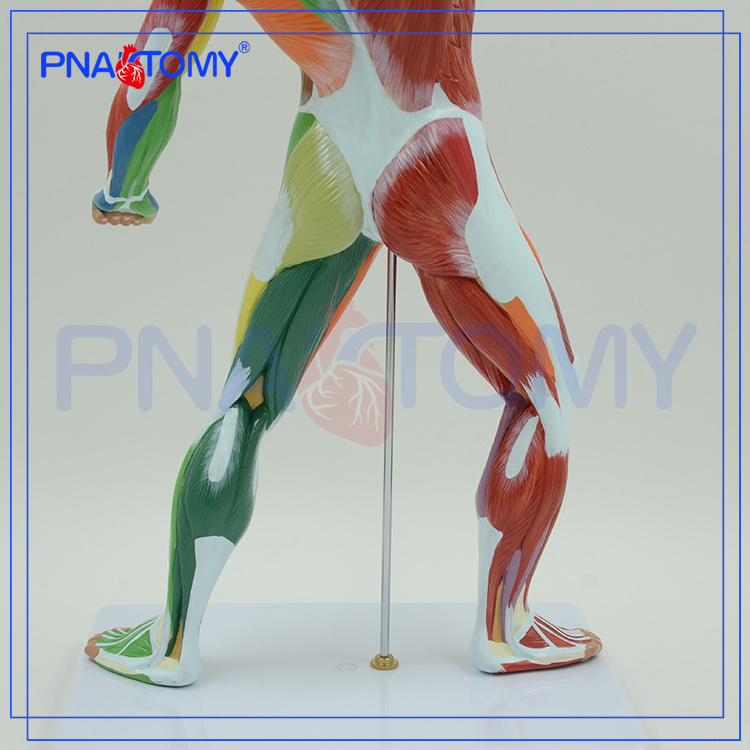 colored human body superficial muscles anatomy model