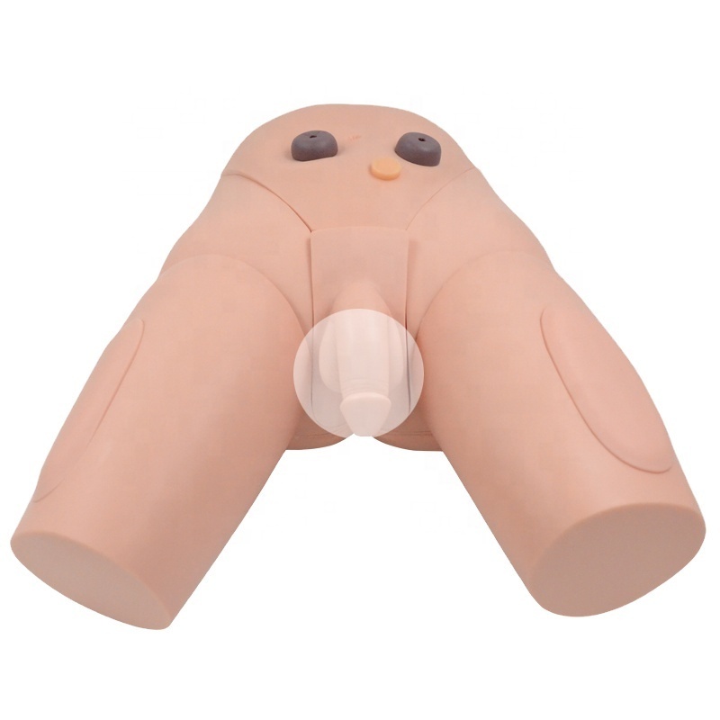 Male Urethral Catheterization Model Medical Training