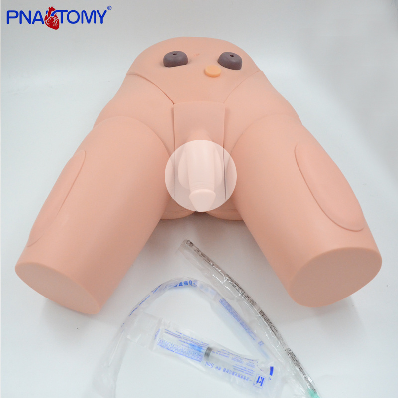 Male Urethral Catheterization Model Medical Training