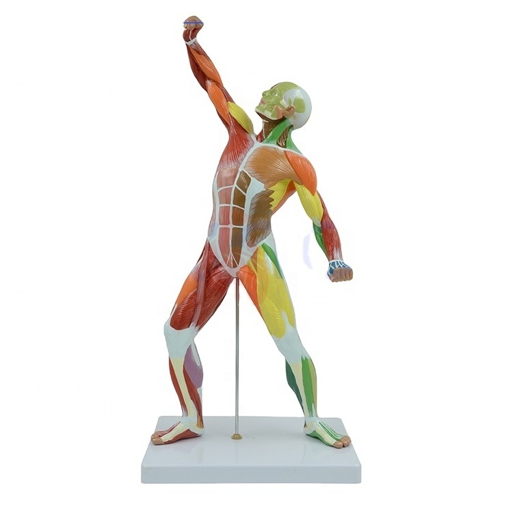 colored human body superficial muscles anatomy model