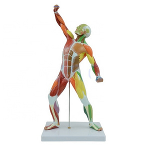 colored human body superficial muscles anatomy model