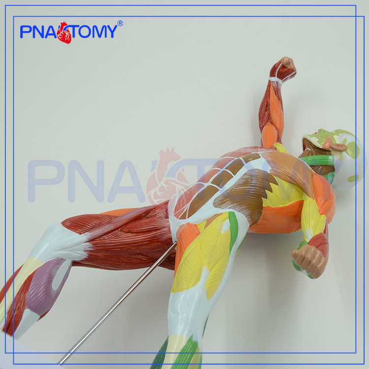 colored human body superficial muscles anatomy model