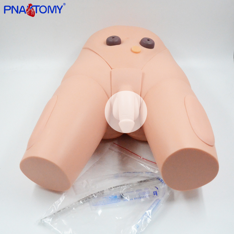 Male Urethral Catheterization Model Medical Training