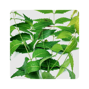 Manufacturer of Botanical Fresh High Quality Neem Powder Herbal Extract