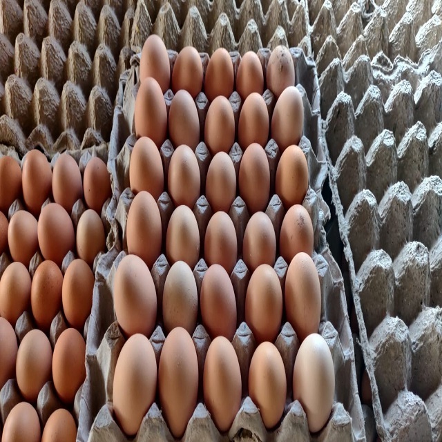 Wholesale Low Price Fertilized Chicken Eggs Farm Fresh Chicken Table Eggs for sale cheap price