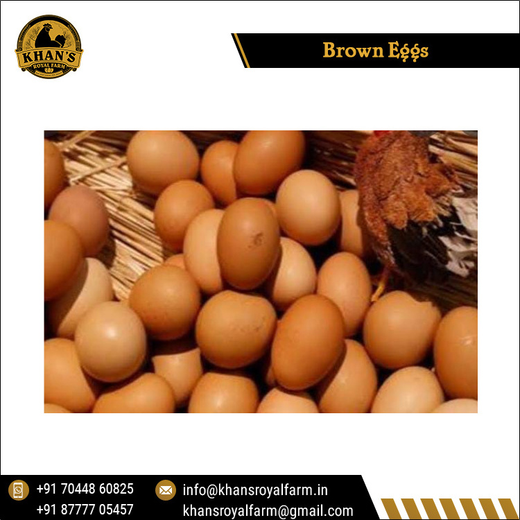 Fertile Hatching Chicken Egg/Fresh Chicken Table Eggs/Quail Brown Eggs