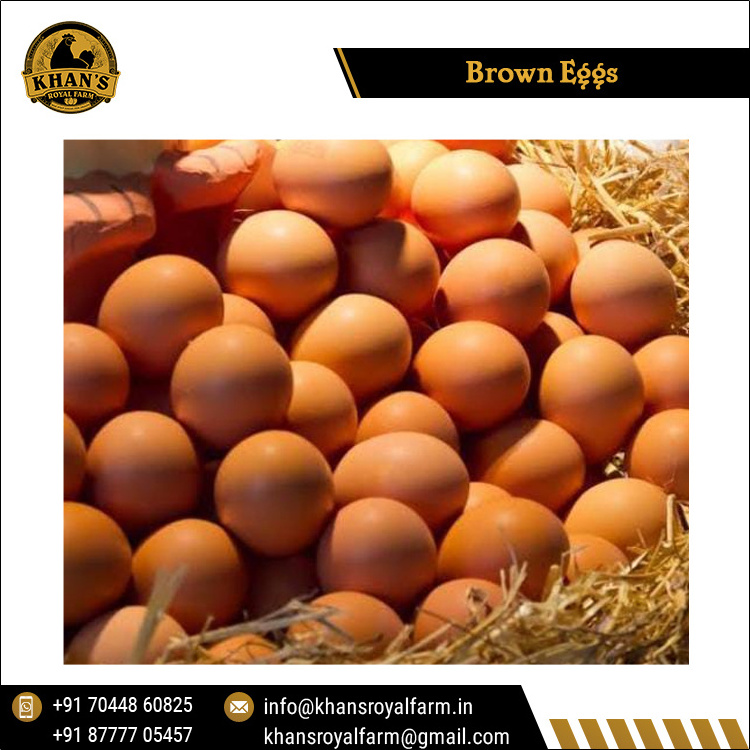 Fertile Hatching Chicken Egg/Fresh Chicken Table Eggs/Quail Brown Eggs