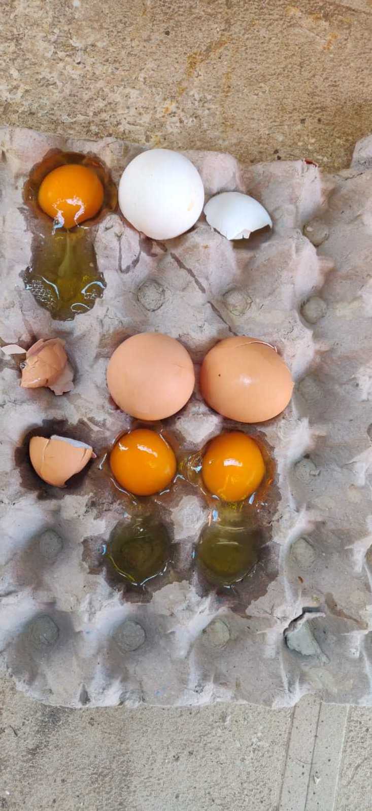 Wholesale Low Price Fertilized Chicken Eggs Farm Fresh Chicken Table Eggs for sale cheap price