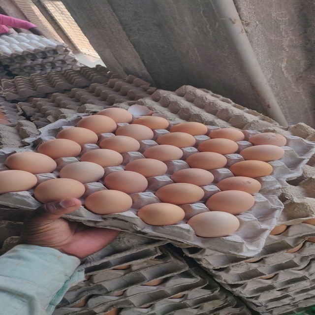 Wholesale Low Price Fertilized Chicken Eggs Farm Fresh Chicken Table Eggs for sale cheap price