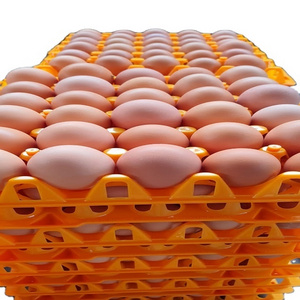 Wholesale Low Price Fertilized Chicken Eggs Farm Fresh Chicken Table Eggs for sale cheap price