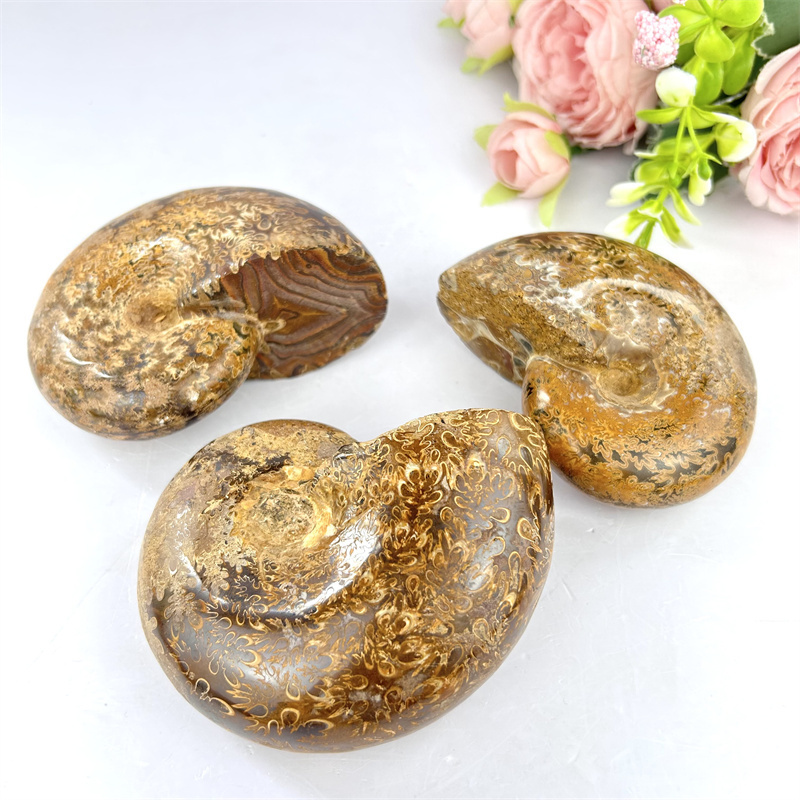 Wholesale Natural Polished Ammonite Chrysanthemum Snail Fossils For Home Decoration