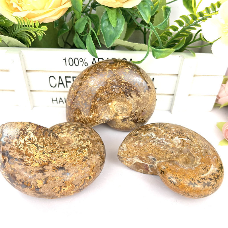 Wholesale Natural Polished Ammonite Chrysanthemum Snail Fossils For Home Decoration