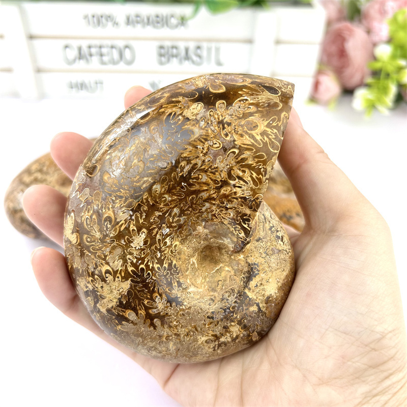 Wholesale Natural Polished Ammonite Chrysanthemum Snail Fossils For Home Decoration