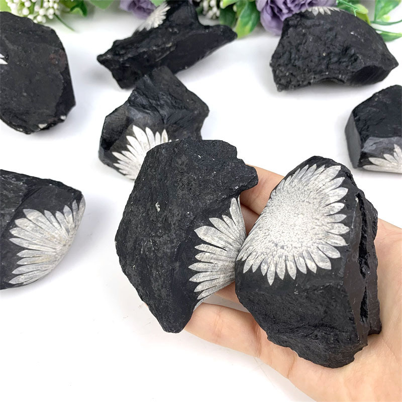 New arrival high quality rough hot sale natural rough stone ammonite for gifts