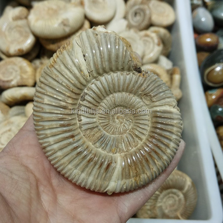 Natural Vanikoro Ligata Snail Crystal Stone Ammonite Fossil For Sale