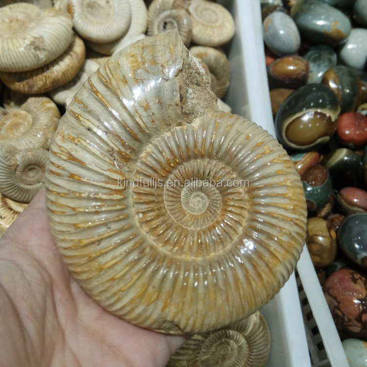 Natural Vanikoro Ligata Snail Crystal Stone Ammonite Fossil For Sale