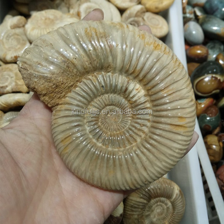 Natural Vanikoro Ligata Snail Crystal Stone Ammonite Fossil For Sale