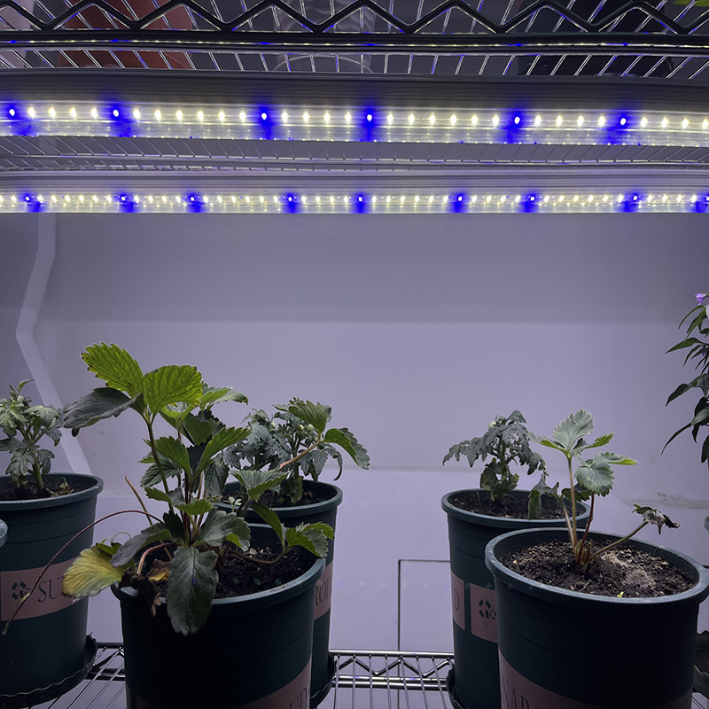 Kingbrite T8 Samsung LM301H/LM281B 4000K with Blue Tube Vertical Farm Clone Plants LED Grow Light