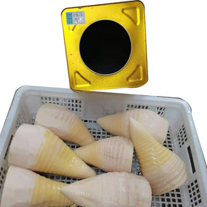 Canned Spring Bamboo Shoot 18L Preserved in Saltwater Whole and Sliced with Fresh and Salty Flavor for Eating