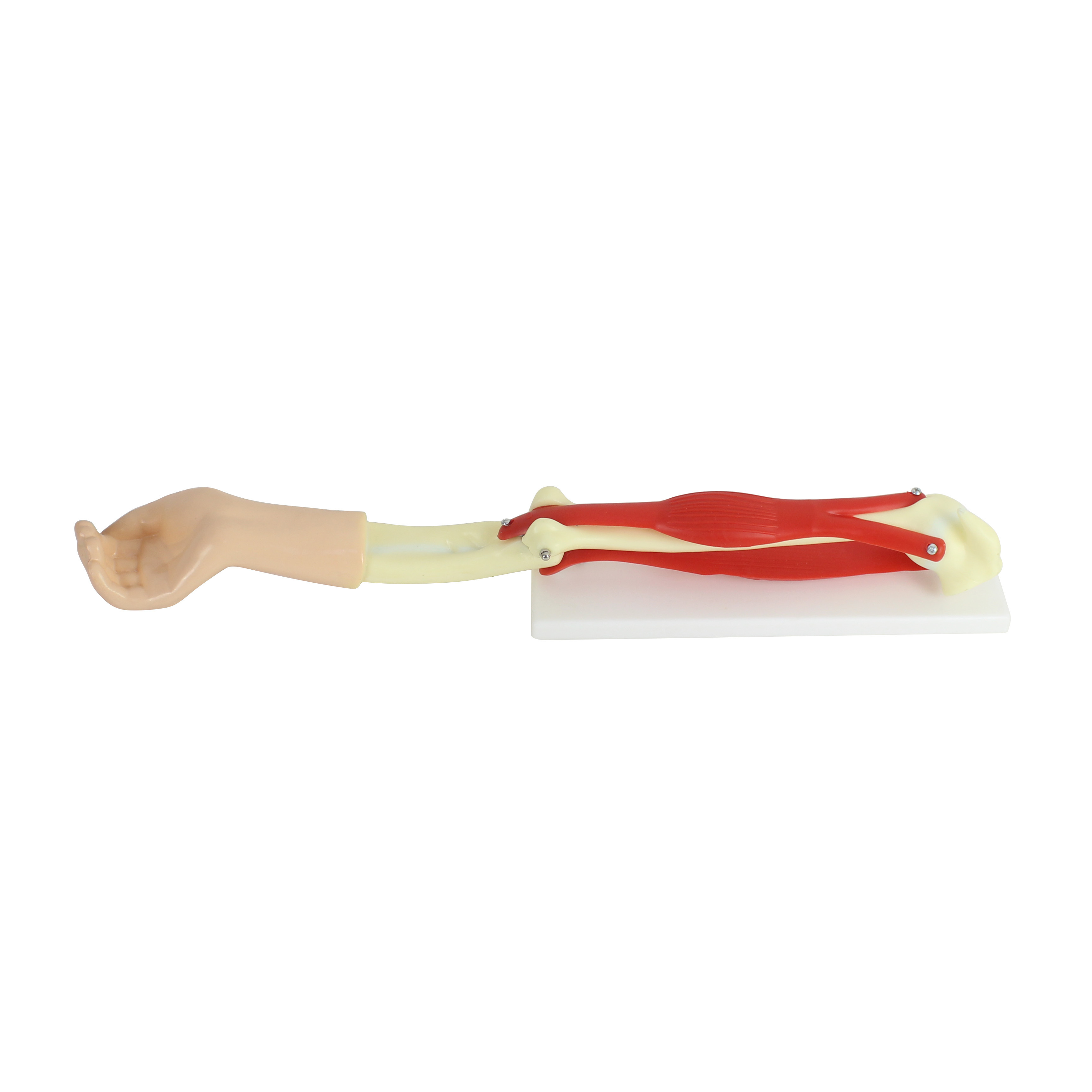 Human arm bones and muscles anatomical model hand elbow joint model