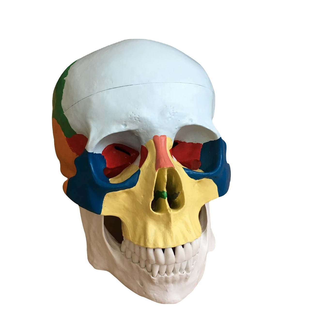 CBM-003B Human Life Size Educational Medical Anatomy Color Skull Model