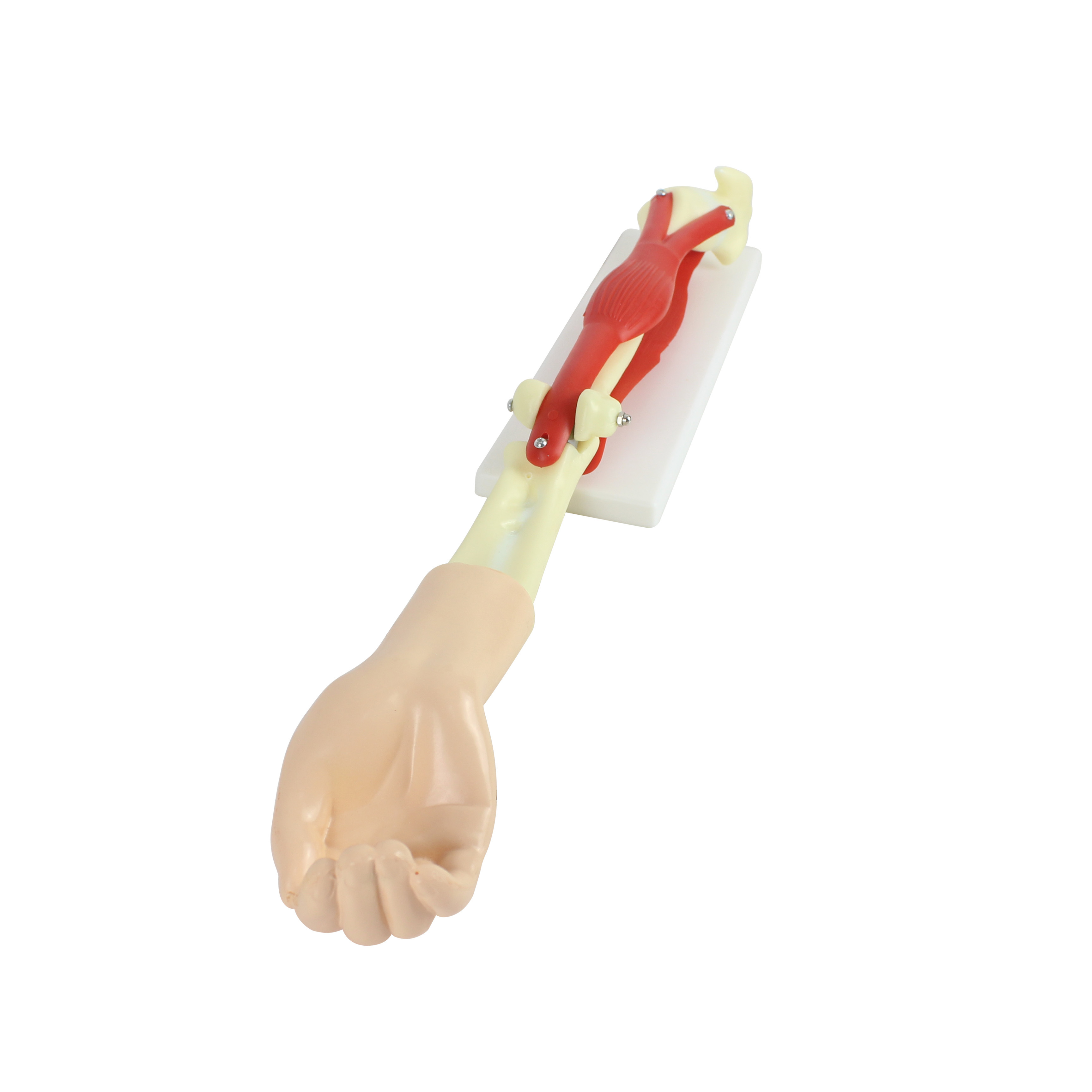 Human arm bones and muscles anatomical model hand elbow joint model