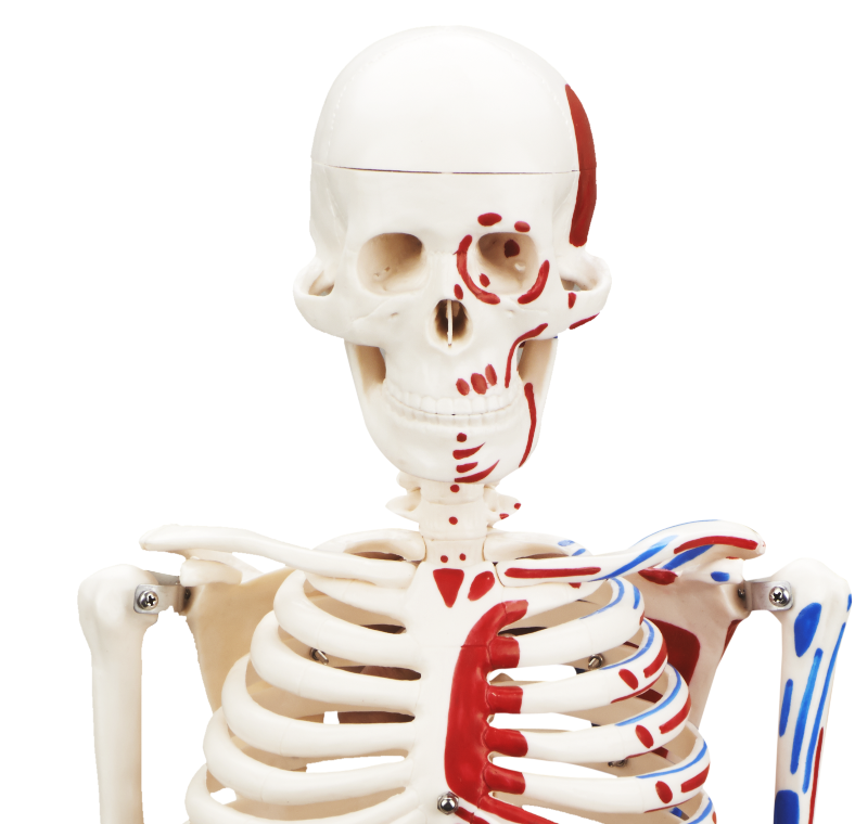 CBM-001F 85cm Human Skeleton model with Painted Muscles, Anatomy Medical Skeleton Model