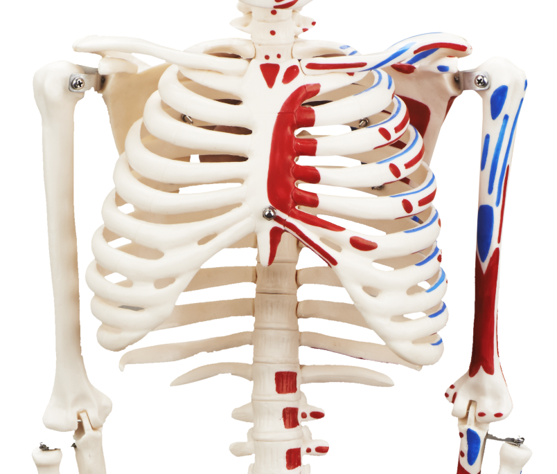 CBM-001F 85cm Human Skeleton model with Painted Muscles, Anatomy Medical Skeleton Model