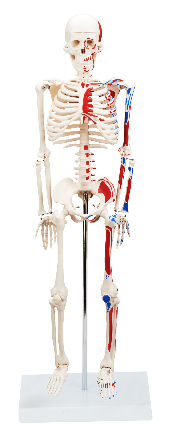 CBM-001F 85cm Human Skeleton model with Painted Muscles, Anatomy Medical Skeleton Model